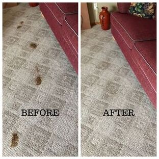 cleaning pet poo on carpet